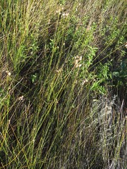 Androtrichum trigynum