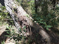 Banksia paludosa