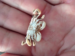 Pinnotherelia laevigata