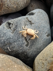 Pinnotherelia laevigata