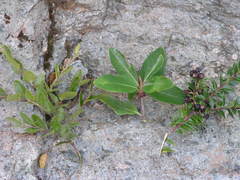 Gaultheria phillyreifolia
