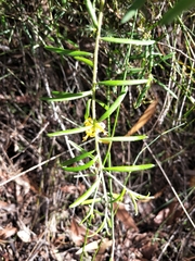 Persoonia mollis ledifolia