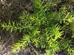 Persoonia mollis ledifolia