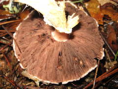 Agaricus pocillator