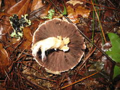 Agaricus pocillator