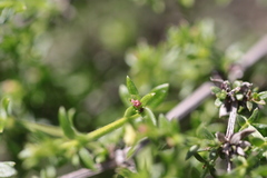 Galium nuttallii nuttallii
