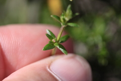 Galium nuttallii nuttallii