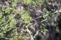 Galium nuttallii nuttallii