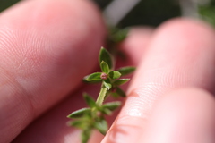 Galium nuttallii nuttallii