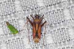 Phytocoris roseus