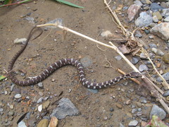 Mastigodryas danieli