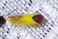 Colladonus aureolus