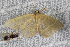 Chlorochlamys appellaria