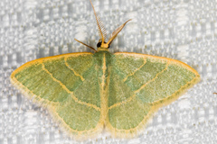 Chlorochlamys appellaria