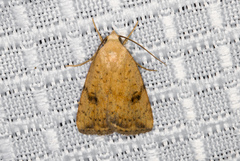 Micrathetis triplex