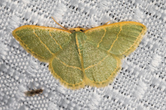 Chlorochlamys appellaria