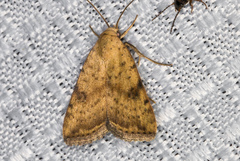 Micrathetis triplex