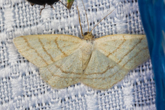 Protitame subalbaria