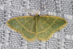 Chlorochlamys appellaria