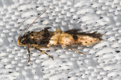 Walshia miscecolorella