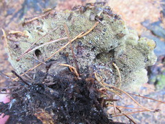 Phaeolus schweinitzii