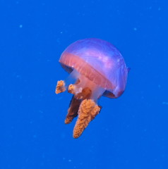 Catostylus mosaicus