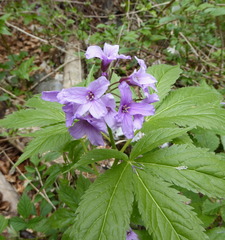 Cardamine pentaphyllos