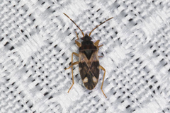 Scolopostethus pacificus