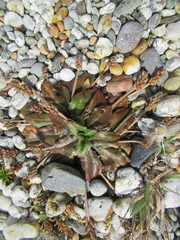 Plantago raoulii
