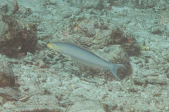 Malacanthus plumieri