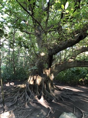 Ficus cotinifolia