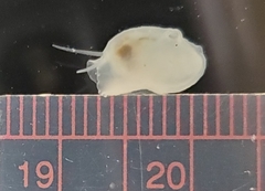 Divariscintilla yoyo