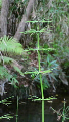 Equisetum myriochaetum