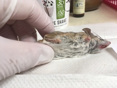 Peromyscus eremicus