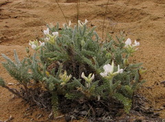Oxytropis lanata