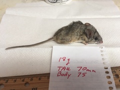 Peromyscus eremicus