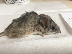 Peromyscus eremicus