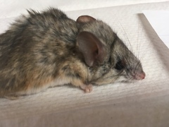 Peromyscus eremicus