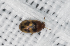 Litargus