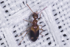 Stricticomus tobias