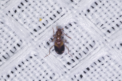 Stricticomus tobias