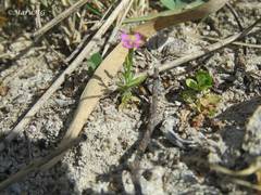 Gyrandra pterocaulis
