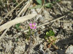 Gyrandra pterocaulis