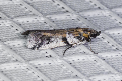 Laetilia dilatifasciella