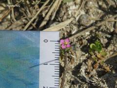 Gyrandra pterocaulis