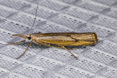 Agriphila attenuatus