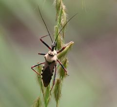 Rhynocoris neavei
