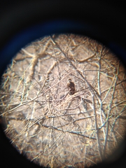 Buteo jamaicensis