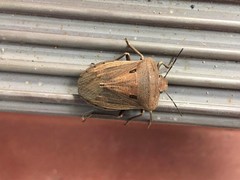 Chalcopis glandulosa