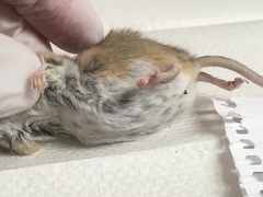 Peromyscus eremicus